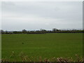 Grassland near Cowsden