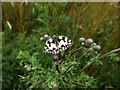 Marble White butterfly