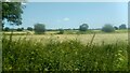 Fields and hedgerows near Horndon-on-the-Hill