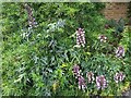 Flowers in Golders Hill Park