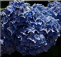 SX0046 : Heligan - Blue hydrangea flowers by Rob Farrow