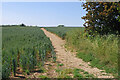 Path to Cauldham Lane