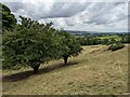 Grassland and trees above Ystrad Meurig