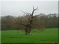 Old tree in field, Moorend