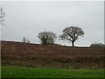 SO7273 : Field with trees near Moorgreen Farm by JThomas