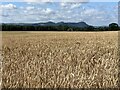 Field of wheat