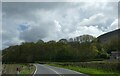 Woodland by A470 south of Tyncoed