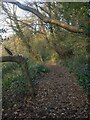 Public footpath in woodland to the west of Litchard