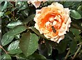 Hoverfly on a rose