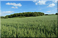 Farmland, Calne Without