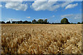 Farmland, Calne Without