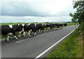 NS3564 : There go the cows by Richard Sutcliffe