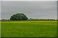 ST4951 : Rodney Stoke : Grassy Field by Lewis Clarke