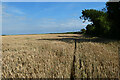 Farmland, St Ervan