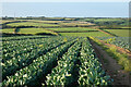 Farmland, St Eval