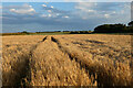 Farmland, St Eval