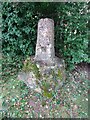 Wayside Cross, Aston Magna, Blockley