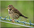 J5683 : Meadow Pipit, Orlock by Rossographer
