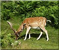 TQ5354 : A deer in Knole by DS Pugh