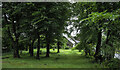 Occasional gravestones among trees at St. Mary