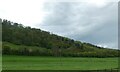 Woodland on hill parallel to A483