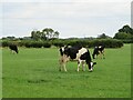 Cattle country near Hessay