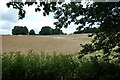 Field beside the footpath