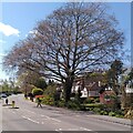 SP3064 : Copper beech, Myton Road, Warwick by A J Paxton