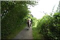 Horses on the bridleway