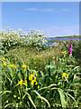 NG4951 : A roadside bouquet: Cow parsley, wild irises, buttercups and foxgloves by Mick Garratt