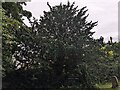 SO7085 : Yew tree at St. Mary's church (Billingsley) by Fabian Musto