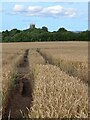 Wheat field, Asenby