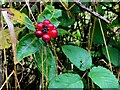 H3478 : Honeysuckle berries, Envagh by Kenneth  Allen
