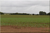 TM3956 : Farmland by N Chadwick