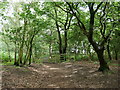 Path in Spalford Warren