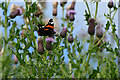 Red admiral butterfly, Beltany