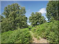 NH3215 : Woodland path, Dundreggan by Craig Wallace