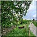 Herdwick sheep in Nidderdale