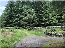 NT2842 : Paths, Caresman Hill, Glentress Red by Richard Webb