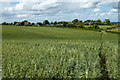 Farmland, Wantage