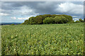 Farmland, Wantage