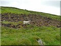 Sheep above Swale Hall Lane