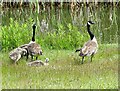NZ3069 : Canada Goose family by Robert Graham