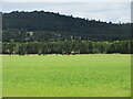 Green flat field near Ballindean