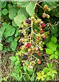 Brambles ripening, Faversham