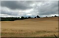 Farmland near Hollies Farm