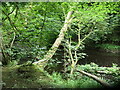 Collapsing tree, Chapel Wood