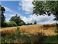 Farmland next to the Severn Valley Railway