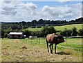 Horse and paddocks near Hoarstone Farm