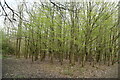 Woodland by Tandridge Border Path